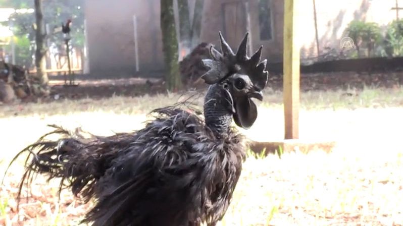 Nejdražší kuře na světě vypadá, jako kdyby se vylíhlo v pekle